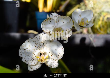 Phalaenopsis amabilis, communément appelée orchidée de lune, orchidée de papillon ou orchidée mariposa Banque D'Images