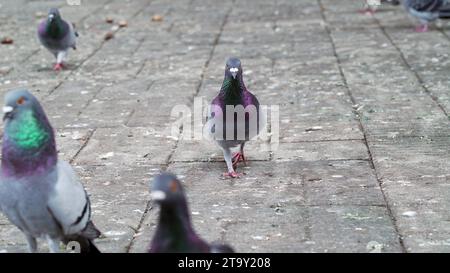 Regard direct d'un pigeon de roche : perspective au milieu de son environnement Banque D'Images