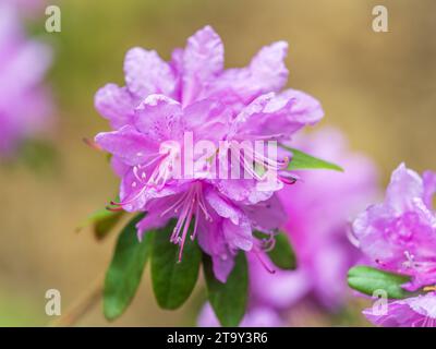 Fleurs roses de l'espace de copie de rhododendron sibérien. Rhododendron dauricum. Floraison printanière du rhododendron de l'Altaï. Plan rapproché de Rhododendron dauricu Banque D'Images