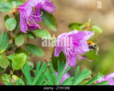 Fleurs roses de l'espace de copie de rhododendron sibérien. Rhododendron dauricum. Floraison printanière du rhododendron de l'Altaï. Plan rapproché de Rhododendron dauricu Banque D'Images