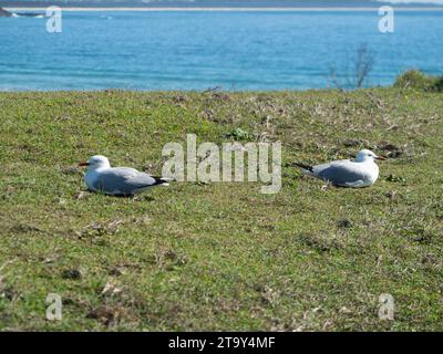 Deux Seagulls assis face à des directions différentes, Mid North Coast NSW Australie Banque D'Images