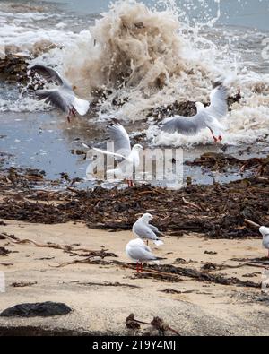 Flock of Seagulls battant et prenant son envol alors que les vagues océaniques s'écrasent en gros plan interrompt leur alimentation parmi la masse d'algues sur la plage Banque D'Images