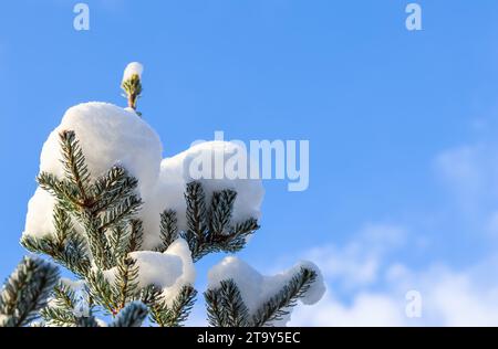 Branches pittoresques d'épinette coréenne avec de la neige blanche fraîche contre le ciel bleu en hiver Banque D'Images