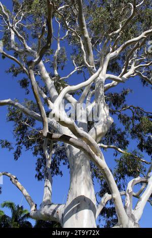 Regardant vers le haut un arbre de gomme d'eucalyptus avec un fond de ciel bleu Banque D'Images