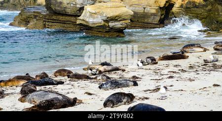 Piscine pour enfants Plage à la Jolla, Californie, avec des phoques communs (Phoca vitulina) et des goélands occidentaux (Larus occidentalis). Banque D'Images