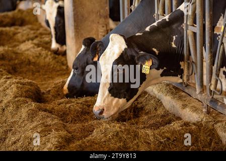 Vaches de la ferme Comas dans une de leurs écuries à Santa Eugènia de Berga (Osona, Barcelone, Catalogne, Espagne) ESP : Las vacas de la granja Comas Banque D'Images