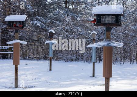 Mangeoires à oiseaux en hiver Banque D'Images