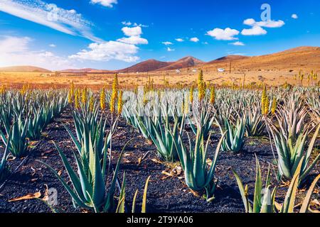 Usine d'aloe vera. Plantation d'aloe vera. Fuerteventura, Îles Canaries, Espagne. Aloe Vera en pleine croissance sur l'île de Fuerteventura dans les îles Canaries, S. Banque D'Images