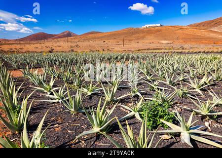 Usine d'aloe vera. Plantation d'aloe vera. Fuerteventura, Îles Canaries, Espagne. Aloe Vera en pleine croissance sur l'île de Fuerteventura dans les îles Canaries, S. Banque D'Images