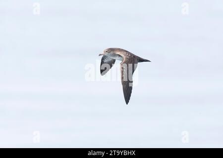 Pink-foot Shearwater (Ardenna creatopus) en mer au large de la Californie, États-Unis. Banque D'Images