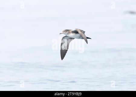 Pink-foot Shearwater (Ardenna creatopus) en mer au large de la Californie, États-Unis. Banque D'Images