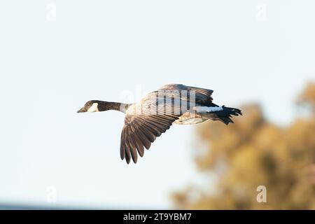 Bernache du Grand Canada, Branta canadensis, en vol durant l'automne en Californie, États-Unis. Banque D'Images