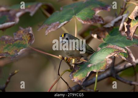 Goldcrest, Regulus regulus, pendant la migration automnale dans les dunes au nord de Katwijk, pays-Bas. Recherche de nourriture sur de minuscules insectes. Banque D'Images