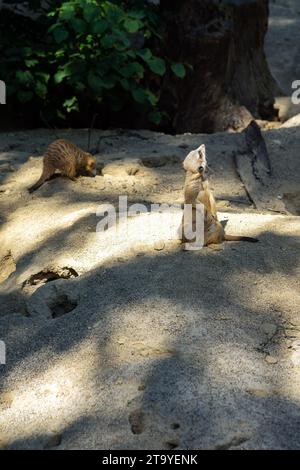 Deux suricates ou suricates recherchent un danger, ils sont en alerte. Banque D'Images