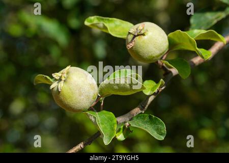 Coing Bereczki, Cydonia oblonga Bereczki, fruit poussant sur l'arbre Banque D'Images