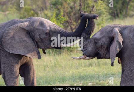 Deux taureaux éléphants d'Afrique (Loxodonta africana) avec leurs troncs entrelacés Banque D'Images