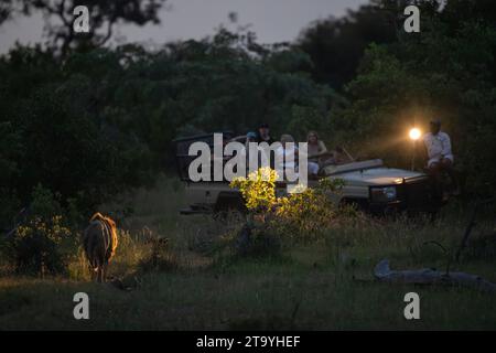 Les touristes assis sur un vehcle d'observation du gibier pendant un safari dans une réserve de gibier regardent un lion mâle (Panthera leo) marcher vers eux éclairé par un endroit Banque D'Images