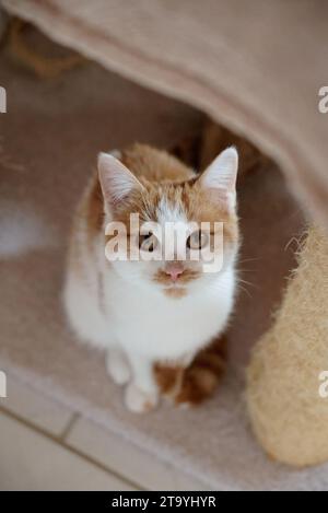 Une photo verticale d'un mignon chat tabby blanc et orange avec une expression curieuse regardant dans la caméra Banque D'Images