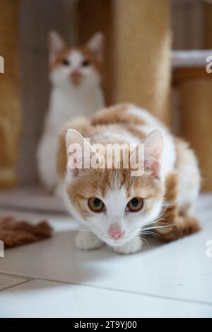 Une photo verticale d'un mignon chat tabby blanc et orange avec une expression curieuse regardant dans la caméra Banque D'Images