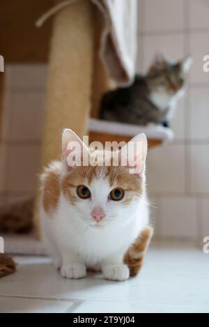 Une photo verticale d'un mignon chat tabby blanc et orange avec une expression curieuse regardant dans la caméra Banque D'Images