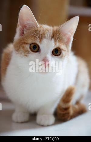 Une photo verticale d'un mignon chat tabby blanc et orange avec une expression curieuse regardant dans la caméra Banque D'Images