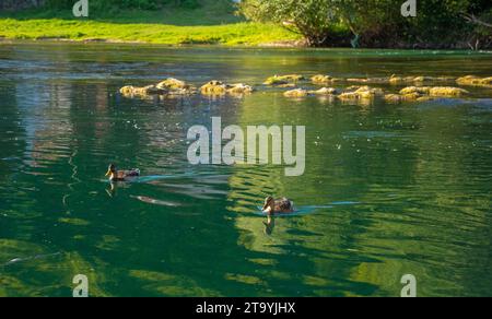 Canards nageant sur la rivière una qui traverse le village de Kulen Vakuf dans le parc national una. Canton d'una-Sana, Fédération de Bosnie-Herzégovine Banque D'Images