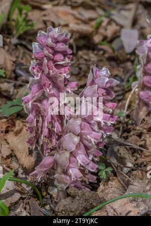 Mothwort, Lathraea squamaria, en fleur sous Hazel dans les bois au printemps. Parasite. Banque D'Images