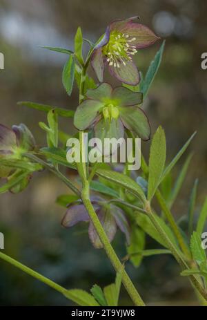 Helleborine à fleurs violettes, Helleborus dumetorum subsp. Atrorubens, en fleur dans une forêt de hêtres, Slovénie. Banque D'Images