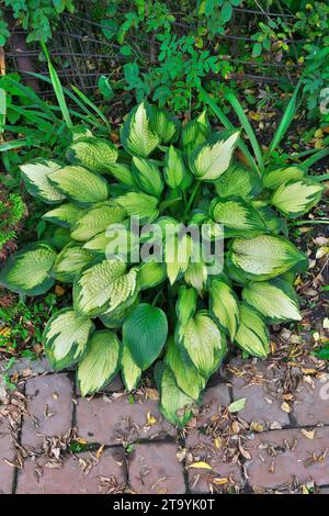 Bush de variété hosta Georgia Sweethearts avec des feuilles blanches avec des bords de couleur verte, fermer dans le jardin. Belle plante vivace ornementale pour la Banque D'Images