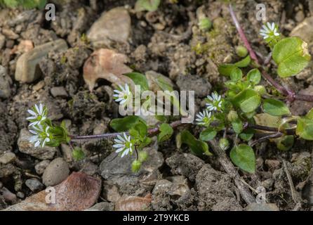 Chickweed commun, Stellaria media en fleur à la fin de l'hiver. Banque D'Images