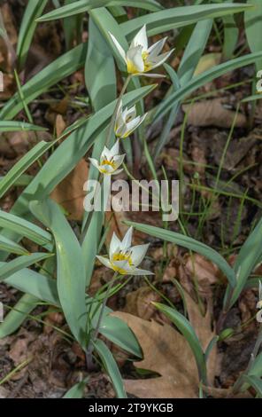 Tulipe du Turkestan, Tulipa turkestanica en fleur au printemps. Banque D'Images