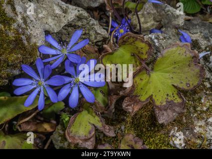 Grande hépatica bleue, Hepatica transsilvanica, en fleur au printemps. Roumanie. Banque D'Images
