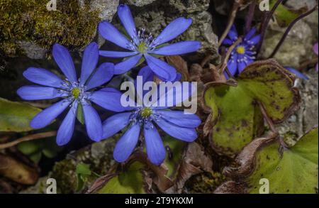 Grande hépatica bleue, Hepatica transsilvanica, en fleur au printemps. Roumanie. Banque D'Images