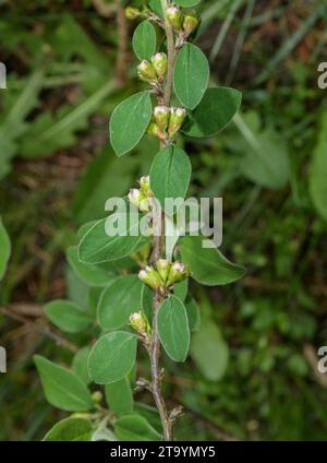 cotoneaster commun, Cotoneaster integerrimus en fleur au printemps. Europe. Banque D'Images