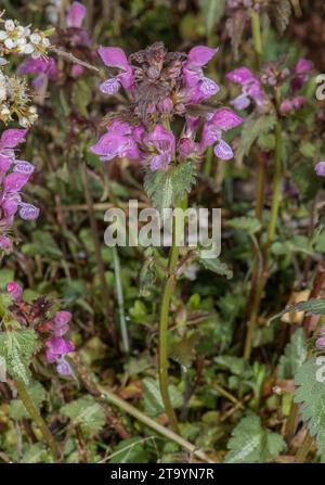 Ortie morte tachetée, Lamium maculatum, en fleur à l'état sauvage. Banque D'Images