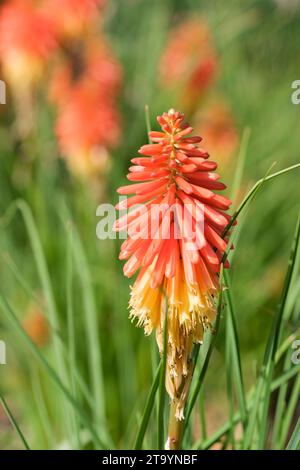 Kniphofia Papaya Popsicle, poker rouge-chaud Papaya Popsicle, pointe de fleurs tubulaires rouges et jaunes Banque D'Images