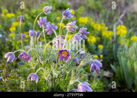 Pulsatilla vulgaris Lumbago floraison dans le jardin. Fleurs d'herbe de rêve fleurissant au printemps. Banque D'Images