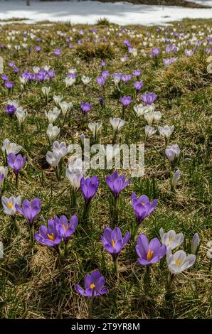 Spring Crocus, Crocus vernus, dans les prairies de montagne, près de la fonte des neiges. Font d'Urle, Vercors. Banque D'Images
