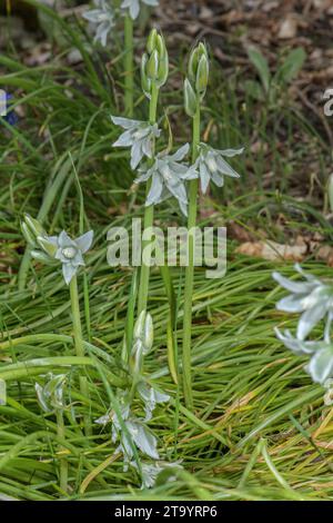 Étoile de Bethléem, Ornithogalum nutans, en fleur, Grèce. Banque D'Images