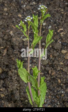 Balle blanche moutarde, Calepina irregularis, en fleur sur terre usée. Banque D'Images