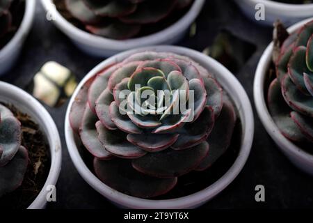 Ensemble de plante en pot Echeveria et d'autres plantes succulentes de différents types, petite plante de cactus, Kalanchoe en vase blanc. Banque D'Images