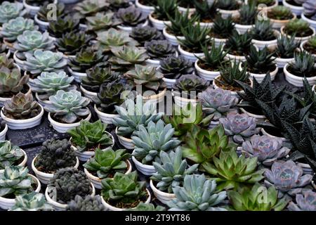 Ensemble de plante en pot Echeveria et d'autres plantes succulentes de différents types, petite plante de cactus, Kalanchoe en vase blanc. Banque D'Images