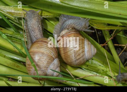 Escargots romains, ou escargots comestibles, Helix pomatia se nourrissant après la pluie. Banque D'Images