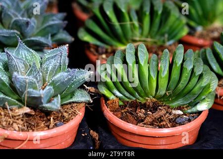 Ensemble de plante en pot Echeveria et d'autres plantes succulentes de différents types, petite plante de cactus, Kalanchoe en vase blanc. Banque D'Images