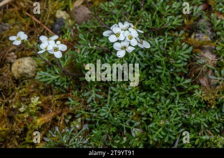 Chamois Cress, Hornungia alpina, en fleur. Banque D'Images