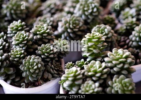 Ensemble de plante en pot Echeveria et d'autres plantes succulentes de différents types, petite plante de cactus, Kalanchoe en vase blanc. Banque D'Images