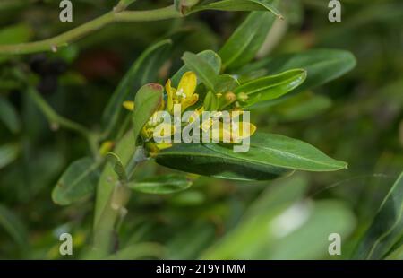 Olive à germe, Cneorum tricoccon en fleur en garrigue, méditerranéenne. Banque D'Images