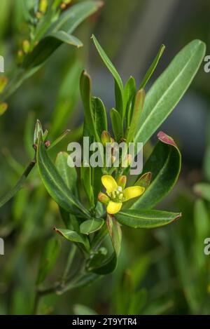 Olive à germe, Cneorum tricoccon en fleur en garrigue, méditerranéenne. Banque D'Images