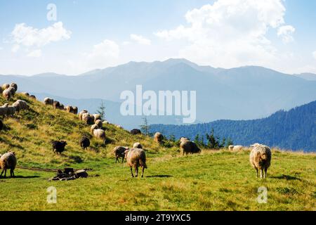 troupeau de moutons sur les pentes herbeuses et les prairies. montagnes de la crête de chornohora au loin. temps ensoleillé à la fin de l'été Banque D'Images