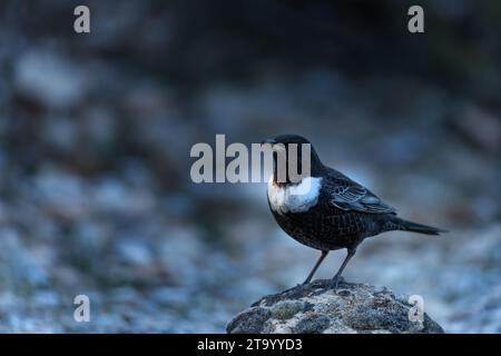 Oiseau noir à cape blanche ou Turdus torquatus, oiseau de passereau de la famille des Turdidae Banque D'Images